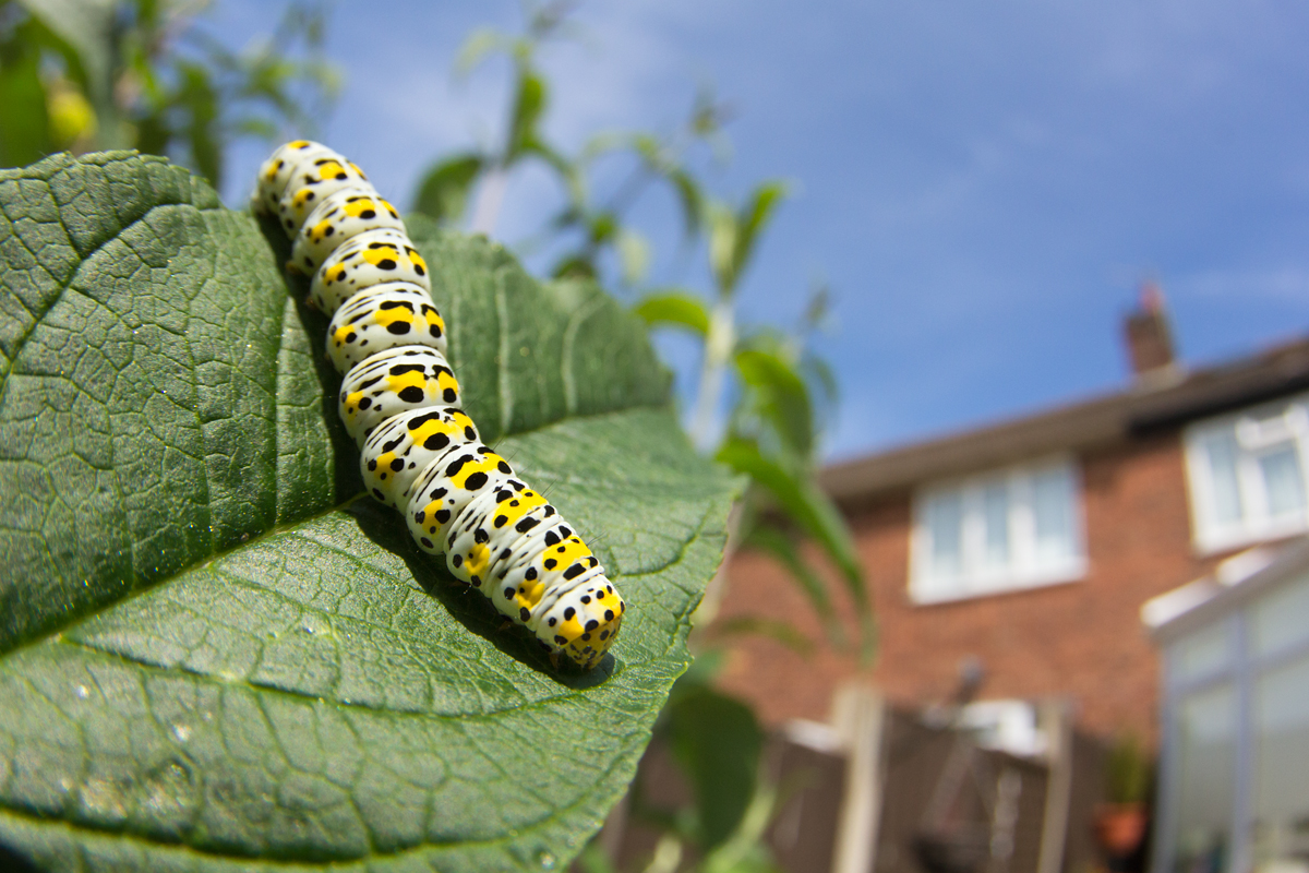 Mullein Moth Caterpillar 2